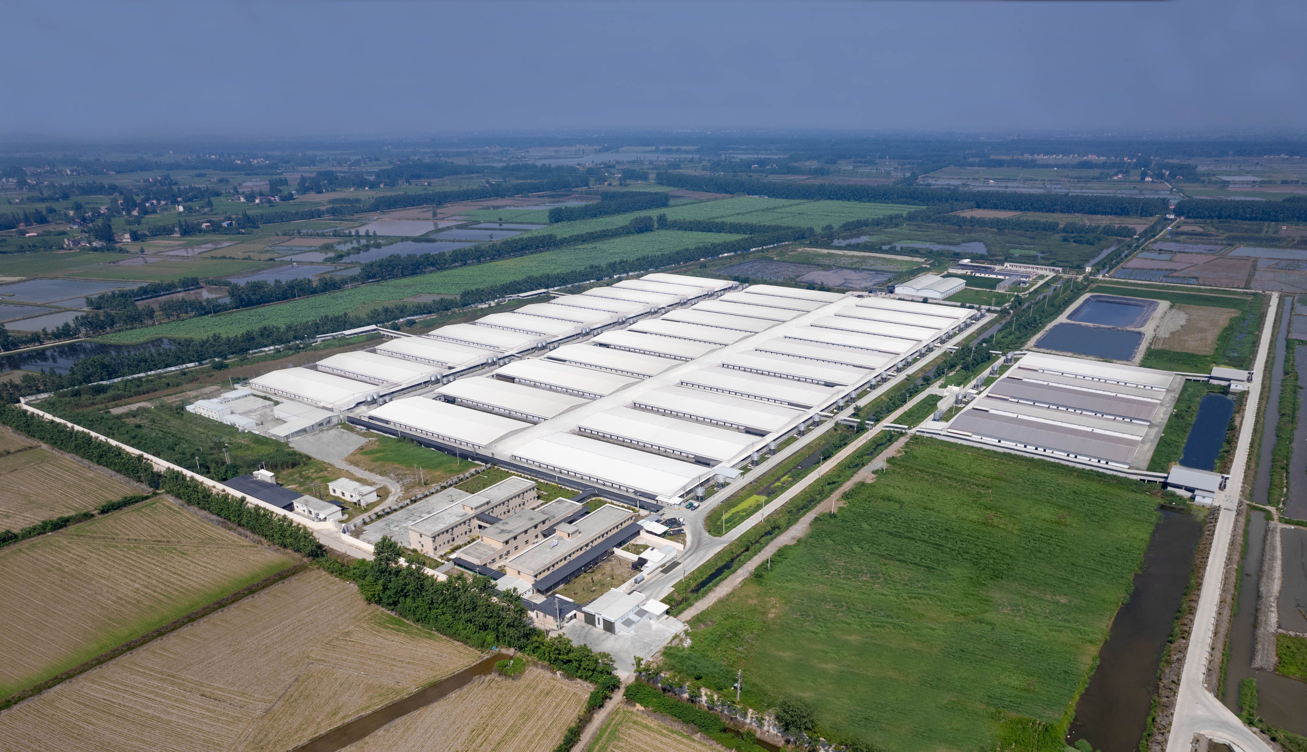 荊州 東進(jìn) 農(nóng)牧 養(yǎng)殖 養(yǎng)豬 基地